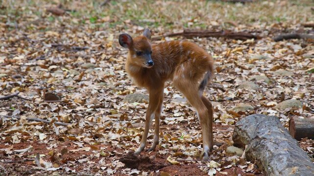 A small young bushbuck fawn standing on a forest floor covered with dry autumn leaves and wooden logs in a natural wildlife habitat, looking alert and curious in its native environment.