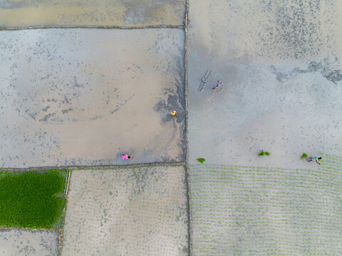 Aerial view of farmers working in flooded rice paddies with distinct mud partitions and vibrant green seedlings in Akkelpur, Rajshahi Division, Bangladesh.