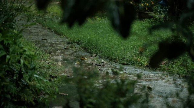 Raindrops falling on a narrow path flanked by green grass