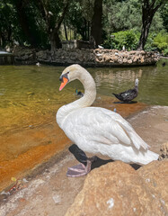 White swan standing by a pond with a duck © Oksana