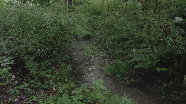 Small Forest Stream Flowing Through Lush Green Ferns in Izu, Japan