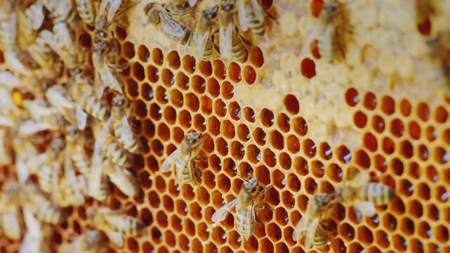 Close up video clip of a beekeeper harvesting honey from a beehive, capturing the movement of worker bees diligently collecting nectar.