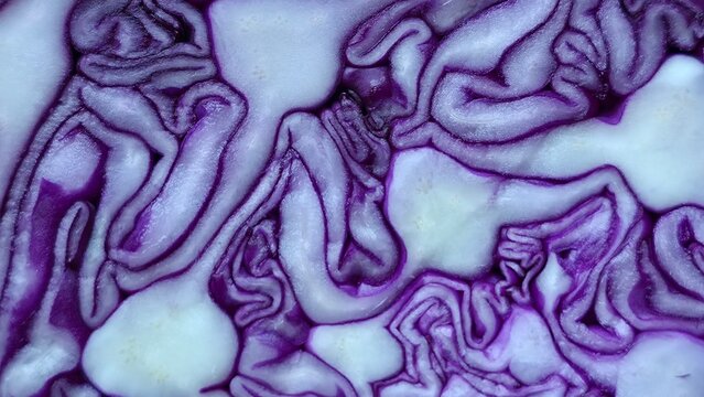 red cabbage background