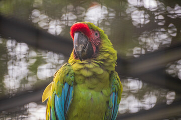 Close-up portrait of a vibrant military macaw with green plumage © Anja