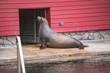 California sea lion resting by the pool next to a red wooden building © Anja