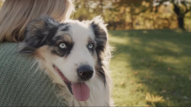 Australian shepherd dog resting on woman shoulder in sunlit autumn park slow motion cinematic footage.