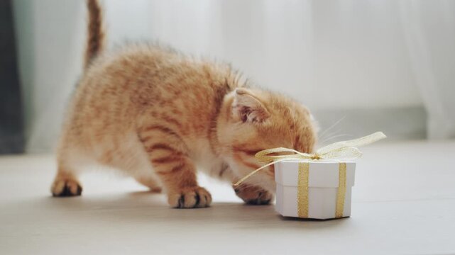 Curious ginger kitten plays with a small gift box tied with a golden ribbon.