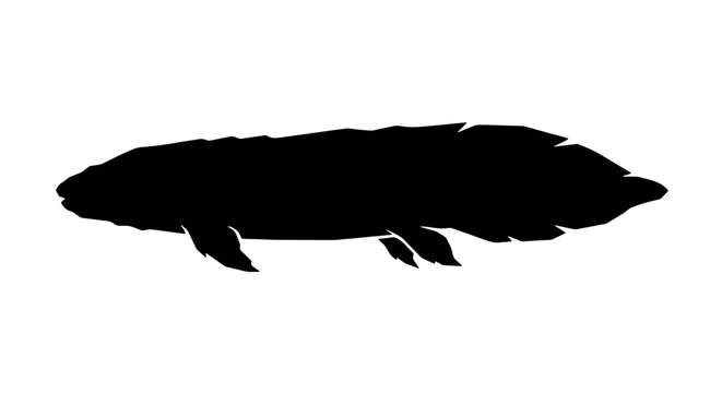 Prehistoric lungfish silhouette for science and education