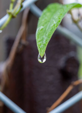 水滴の付いた葉っぱ