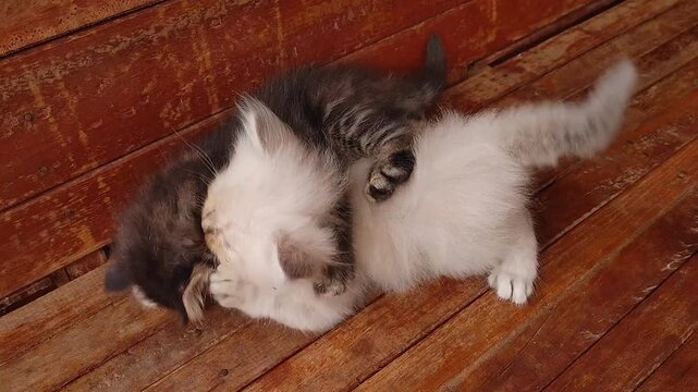 A cute white and gray kitten is playing and hugging on top of a brown wooden chair