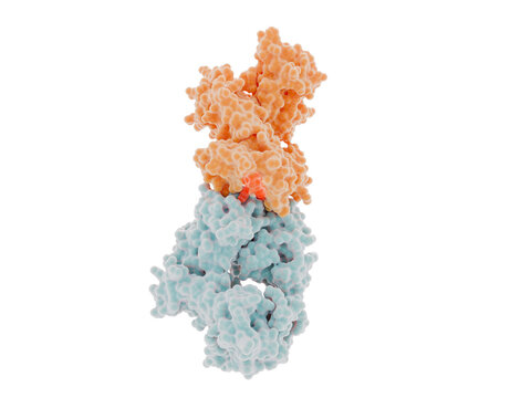 Adoptive T cell therapy (ACT): T cell receptor alfa and beta chains in complex with MHC class I antigen, microglobulin and an UTP20 neoantigen.