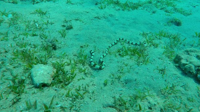 Camera approaches from above to Banded Snake Eel (Myrichthys colubrinus) as it crawls, wriggles on sandy seafloor and searching for prey among green Smooth Ribbon Seagrass (Cymodocea rotundata)