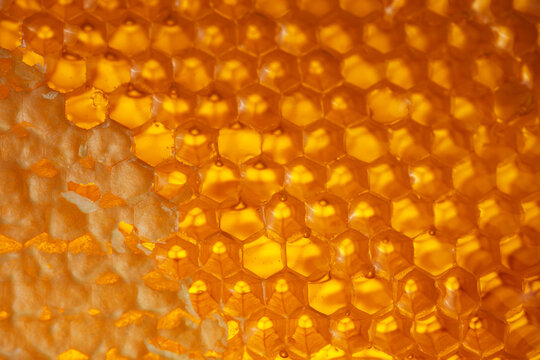 Honeycombs filled with honey, sealed with wax caps, some caps cut off. Close-up of honeycombs filled with honey.