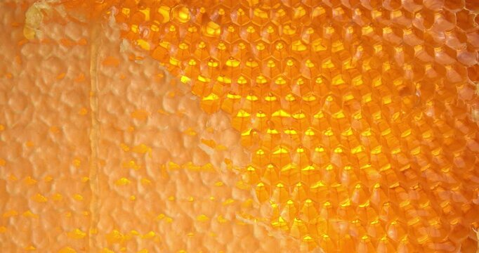 Wooden beehive frame with honeycombs close-up video. Combs full of honey, some with wax caps cut off.