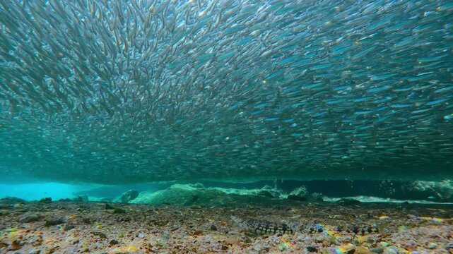 Pair of camouflaged Lizardfish lie in wait on sea floor, eyeing vast mass of Silversides above and attack them. Above predators, shimmering silver ceiling of fish fills shallow water during spawn run