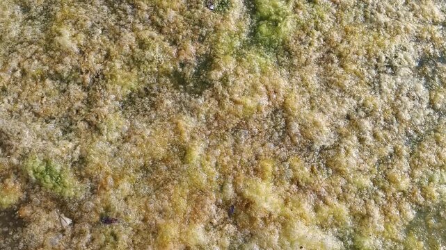 Thick duckweed and algae cover a river surface in a panning shot. Ideal for documentaries on aquatic pollution, water quality, eutrophication, and environmental conservation