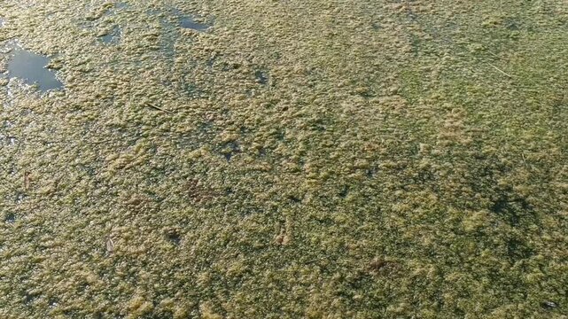 Thick duckweed and algae cover a river surface in a panning shot. Ideal for documentaries on aquatic pollution, water quality, eutrophication, and environmental conservation