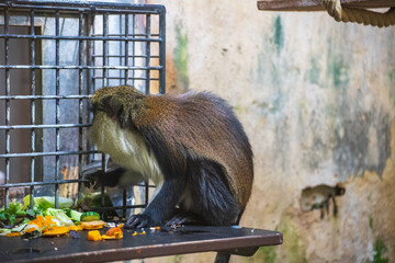 Close-up of a Mona monkey on a wooden platform inside a zoological park aviary © Anja