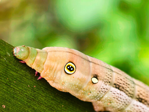 A caterpillar from the sphinx moth or hawkmoth family (family Sphingidae), which closely resembles the larva of the Silver-striped Hawkmoth (Hippotion celerio). 