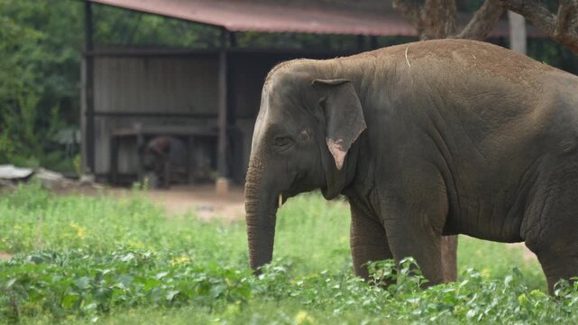 An Asian elephant walks slowly among lush green plants beneath a tree in a managed enclosure, with another elephant visible in the background. Suitable for elephant behavior, conservation, animal welf