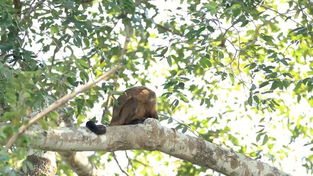 Wild capuchin monkey sitting on a large tree branch high in the forest canopy, surrounded by lush tropical foliage in its natural habitat.
