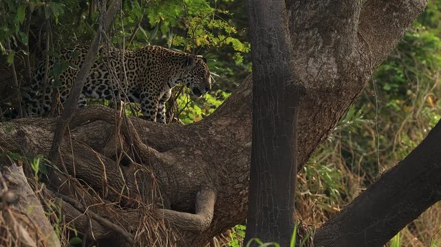 Wild jaguar walking through dense riverside forest in its natural Pantanal habitat, surrounded by exposed tree roots and lush tropical vegetation.