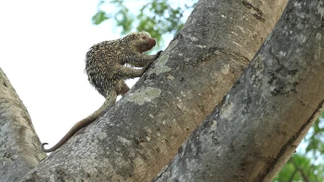 Rare wildlife footage of a Brazilian porcupine climbing a large tree trunk, showing the distinctive quills and arboreal behavior of this elusive South American mammal.