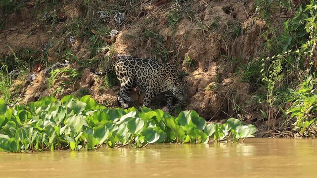 Wild jaguar prowling through dense green vegetation along a riverbank, partially concealed by tall grass in its natural Pantanal habitat.