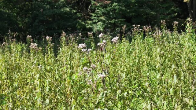 フジバカマの蜜を吸うアサギマダラ