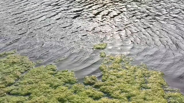 Slow motion view of green algae floating on rippling river water with sunlight reflection. Aquatic ecosystem concept. Ideal for environmental documentaries and nature footage