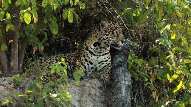 Wild jaguar resting beneath dense riverside vegetation, beautifully framed by tree trunks and green foliage in its natural Pantanal habitat.
