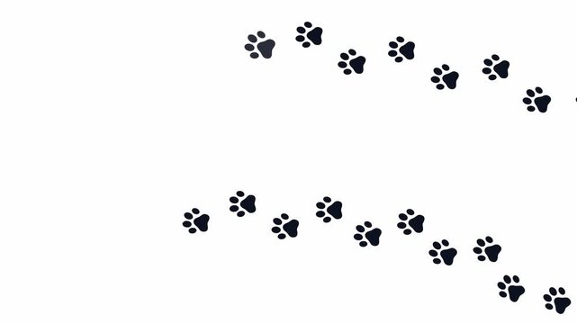 Animal paw prints walking across a solid background. 4K Video