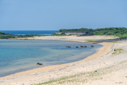 Yonaguni horses wading in shallow sea with people on beach