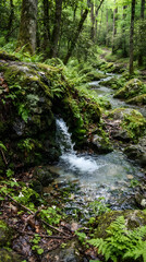 Fototapeta premium Forest stream with mossy rocks and ferns natural landscape