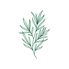 Obraz premium Minimalist herbal branch line art graphic for natural beauty and wellness branding design