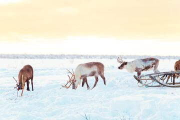 Beautiful reindeer and Nenets sleds in the snowy tundra. Life in the Arctic. © lizavetta