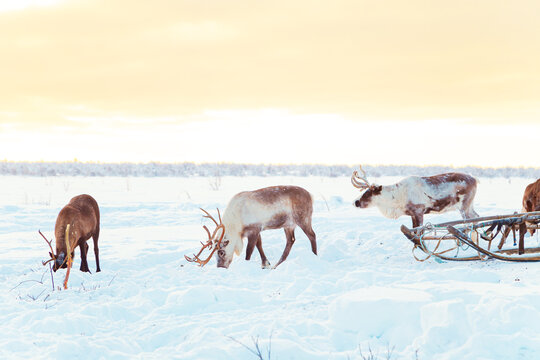 Beautiful reindeer and Nenets sleds in the snowy tundra. Life in the Arctic.