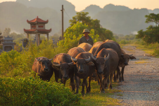 A herd of buffaloes walks along a rural road. Picturesque karst landscape at sunset. Ninh Binh Province, Vietnam.