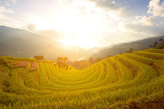Breathtaking scenery of terraced rice fields at sunset. The Mu Cang Chai rice terraces  in Vietnam.