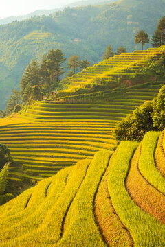 Breathtaking scenery of terraced rice fields at sunset. The Mu Cang Chai rice terraces   in Vietnam.