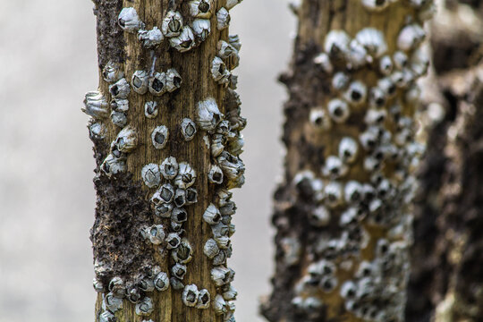 Acorn barnacles clustered on weathered wooden pilings