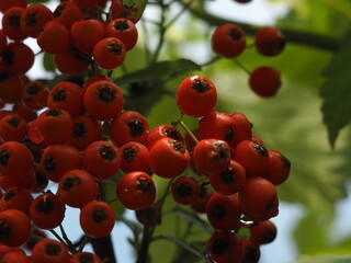 Red pyracantha berries fence close. © vladorlov