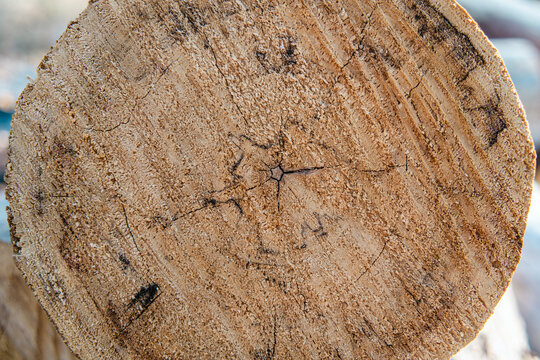 Close-up of tree trunk cross section
