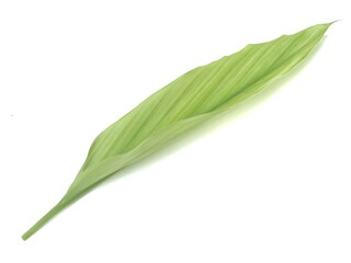 Obraz premium Fresh green turmeric leaf isolated on white background. Top view of curcuma longa foliage, useful for herbal medicine, cooking ingredient, and natural botanical design element