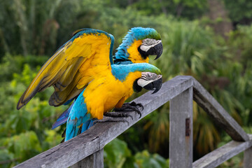 Blue-and-yellow Macaws in colombia © Sacha