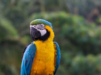 Blue-and-yellow Macaw visiting during yoga training © Sacha