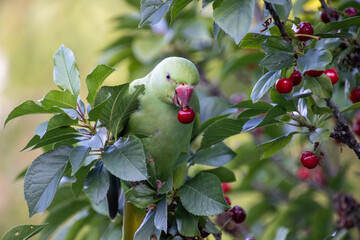 Rose-ringed Parakeet in Amsterdam © Sacha