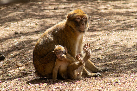 macaque baby with mother