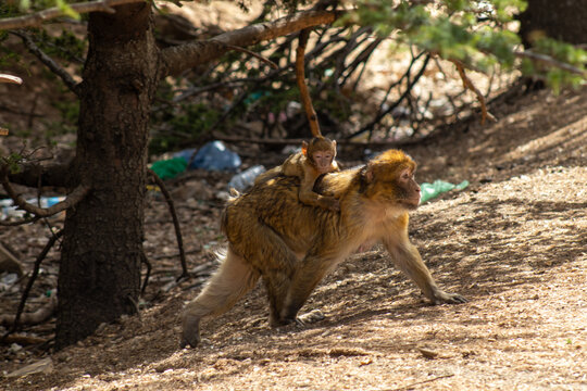 Barbary macaque with baby on the back