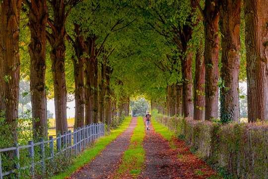 Countryside landscape, A man with a backpack walks along a tree-lined dirt path scattered with autumn leaves, flanked by green hedges, Nature gravel trail through tree tunnel, Zuid-Limburg, Netherland